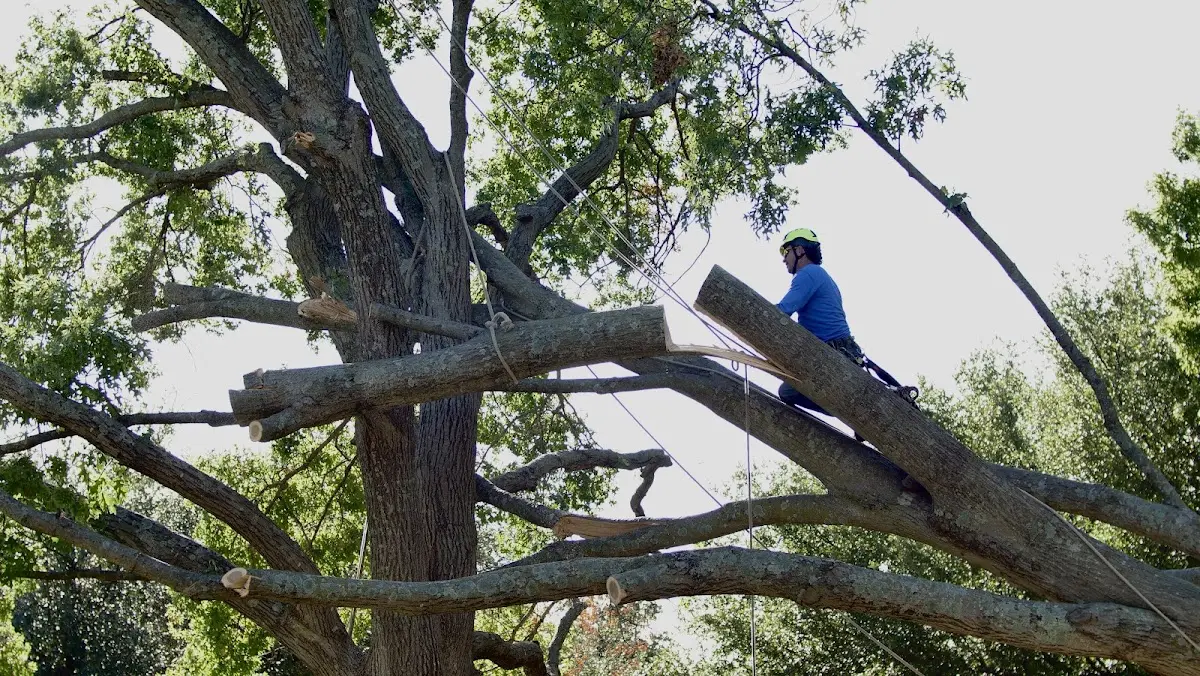 Professional Hazardous Tree Removal performed by certified arborists in Harrisburg